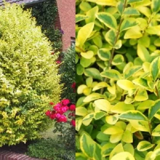 Ligustrum ovalifolium - Tarkalevelű fagyal K2