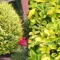 Ligustrum ovalifolium - Tarkalevelű fagyal K2