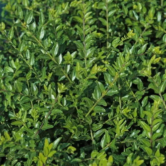 Lonicera-pileata-Moss-Green-K2-Talajtakaro-torpelo