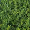 Lonicera-pileata-Moss-Green-K2-Talajtakaro-torpelo