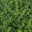 Lonicera-pileata-Moss-Green-K2-Talajtakaro-torpelo