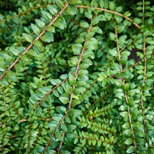 Lonicera-pileata-Moss-Green-K2-Talajtakaro-torpelo