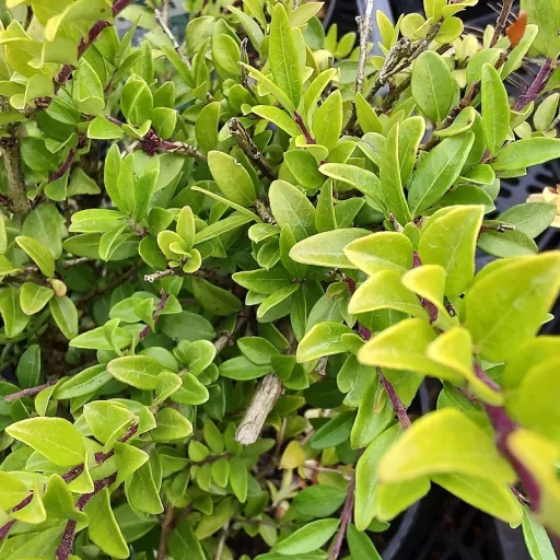 Lonicera-pileata-Moss-Green-K2-Talajtakaro-torpelo