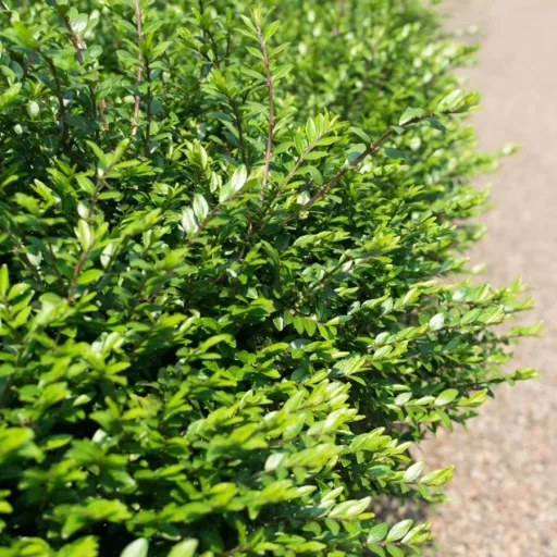 Lonicera-pileata-Moss-Green-K2-Talajtakaro-torpelo