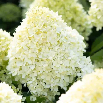   Hydrangea paniculata Living Cotton Cream MT60 - Krémfehér bugás hortenzia fa