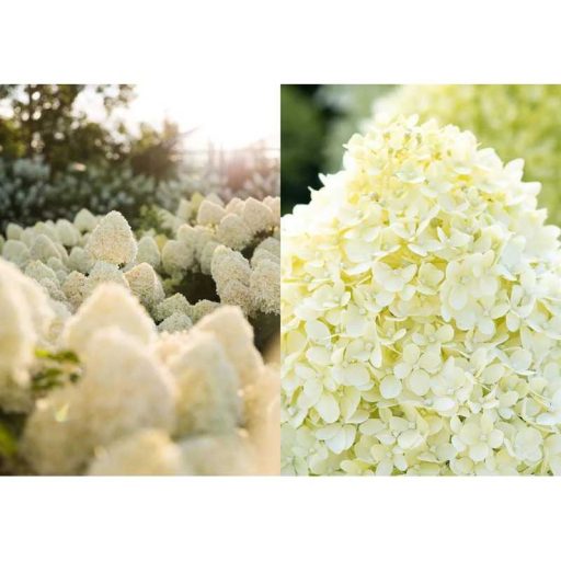 Hydrangea paniculata Living Cotton Cream MT60 - Krémfehér bugás hortenzia fa