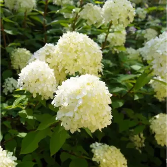 Hydrangea paniculata Silver Dollar K2 - Bugás hortenzia