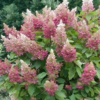 Hydrangea paniculata Magical Candle - Bugás hortenzia