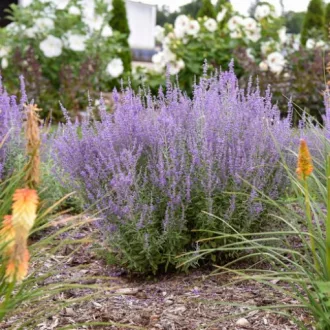 Perovskia-atriplicifolia-CS14-Sudarzsalya