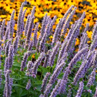 Agastache-sp-Kek-viragzatu-izsopfu