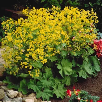 Alchemilla mollis - Palástfű CS9