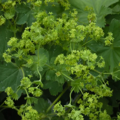 Alchemilla mollis - Palástfű CS9