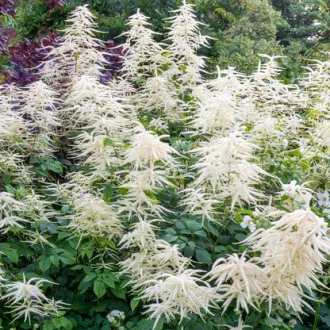 Aruncus dioicus - Erdei tündérfürt CS14 – Évelő növények
