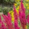 Astilbe x arendsii Paul Gaarder - Tollbuga CS9 – Évelő növények