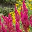 Astilbe x arendsii Paul Gaarder - Tollbuga CS9 – Évelő növények
