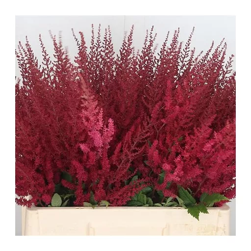 Astilbe x arendsii Paul Gaarder - Tollbuga CS9 – Évelő növények