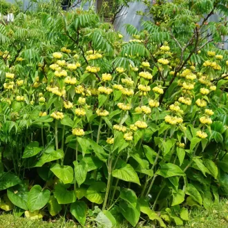 Phlomis-russeliana-Macskahere-CS9