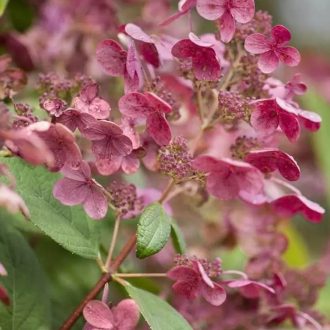   Hydrangea paniculata Early Sensation MT90 - Magastörzsű bugás hortenzia K10