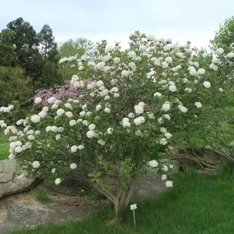 Viburnum carlcephalum K2 - Illatos bangita – Évelő növények