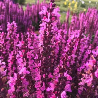 Salvia-nemorosa-Rozsaszinu-zsalya