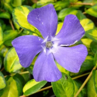 Vinca minor Blue and Gold - Sárgatarka meténg CS9
