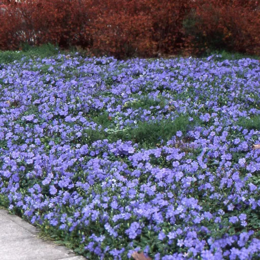 Vinca minor Blue and Gold - Sárgatarka meténg CS9