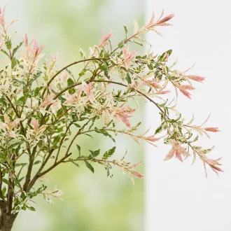 Salix integra Hakuro-Nishiki K2 - Tarka japánfűz – Díszcserjék
