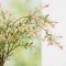 Salix integra Hakuro-Nishiki K2 - Tarka japánfűz – Díszcserjék