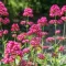 Centranthus-ruber-Coccineus-Piros-sarkantyuvirag