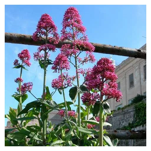 Centranthus-ruber-Coccineus-Piros-sarkantyuvirag