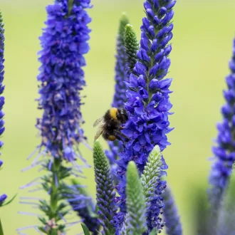   Veronica spicata Ulster Dwarf Blue CS9 - Kék macskafarkú veronika