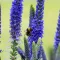 Veronica spicata Ulster Dwarf Blue CS9 - Kék macskafarkú veronika