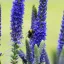 Veronica spicata Ulster Dwarf Blue CS9 - Kék macskafarkú veronika – Évelő növények