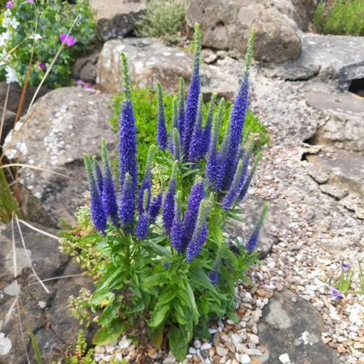 Veronica spicata Ulster Dwarf Blue CS9 - Kék macskafarkú veronika
