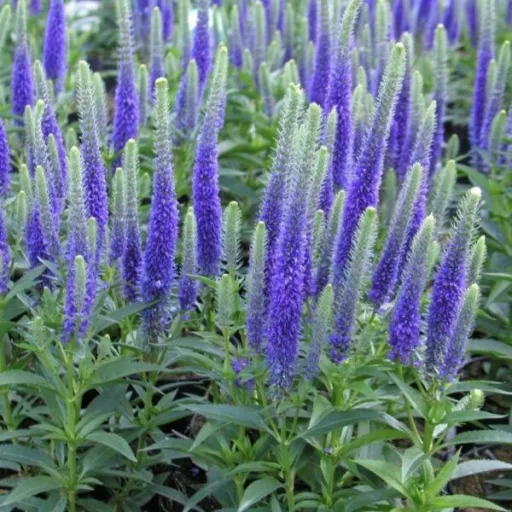 Veronica spicata Ulster Dwarf Blue CS9 - Kék macskafarkú veronika