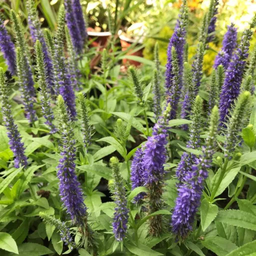 Veronica spicata Ulster Dwarf Blue CS9 - Kék macskafarkú veronika
