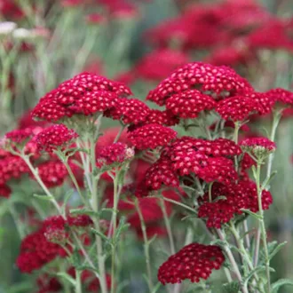 Achillea-millefolium-Piros-cickafark