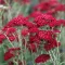 Achillea millefolium - Piros cickafark CS9