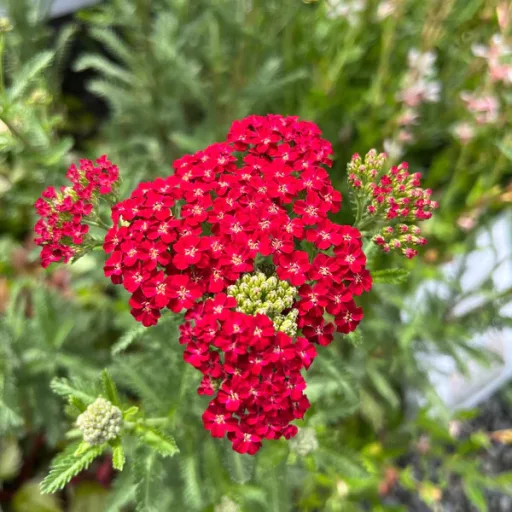 Achillea millefolium - Piros cickafark CS9