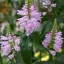 Physostegia virginiana - Rózsaszín füzérajak CS9 – Évelő növények