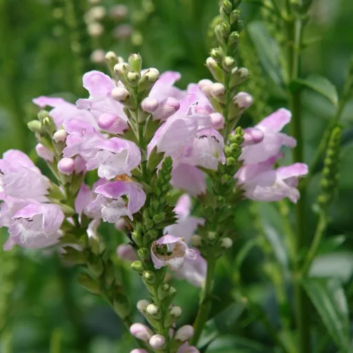 Physostegia virginiana - Rózsaszín füzérajak CS9 – Évelő növények