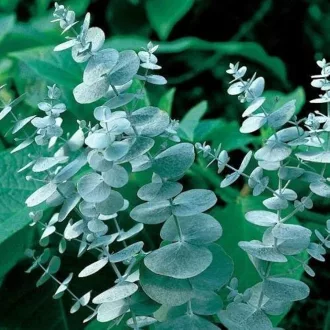 Eucalyptus MT50 - Magastörzsű eukaliptusz K3