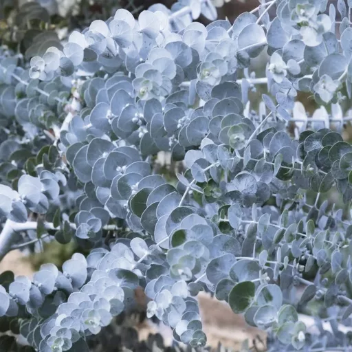 Eucalyptus MT50 - Magastörzsű eukaliptusz K3