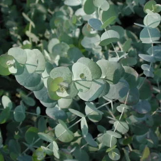   Eucalyptus cinerea Silver Dollar - Ezüst színű eukaliptusz K1