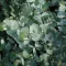 Eucalyptus cinerea Silver Dollar - Ezüst színű eukaliptusz K1
