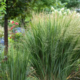 Panicum-virgatum-Northwind-Vesszos-koles-CS14