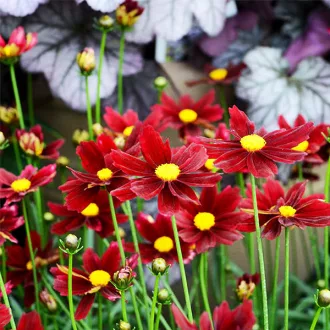 Coreopsis-Little-Bang-Red-Elf-Bordo-menyecskeszem