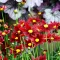 Coreopsis-Little-Bang-Red-Elf-Bordo-menyecskeszem