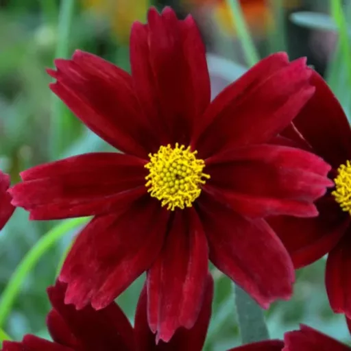Coreopsis-Little-Bang-Red-Elf-Bordo-menyecskeszem