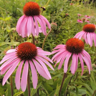 Echinacea-pallida-CS9-Halvany-kasvirag